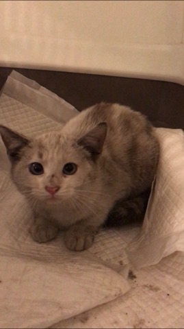 Adoptii Pisici  Pisici pe creier