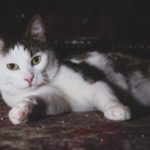 Tricky, o pisicuta lipicioasa, are nevoie de adoptie