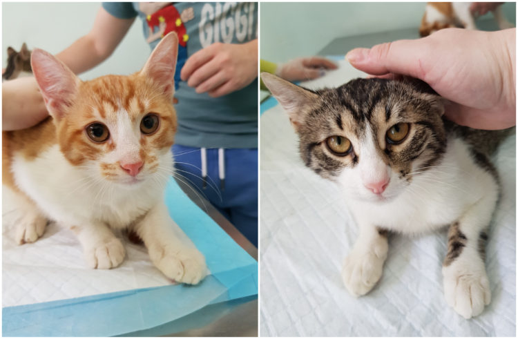 Pisici pe creier  - platformă de adopții, fundraising și cultură 